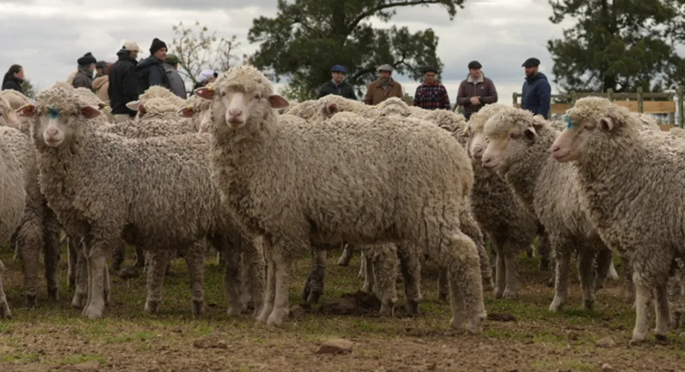 Valores locales marcan diferencia entre Merino y Corriedale.