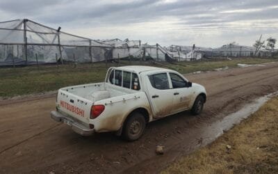 Evalúan declarar Emergencia Granjera tras temporal en Salto.