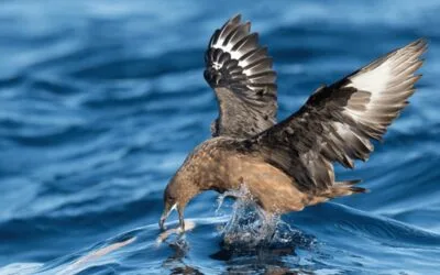 Australia notificó el primer caso de gripe aviar de alta patogenicidad H5N1 en un ave silvestre.