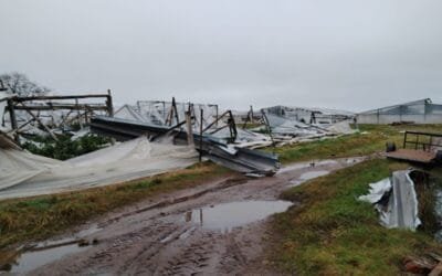 MGAP declaró emergencia granjera en Salto; prepara apoyo para productores afectados.