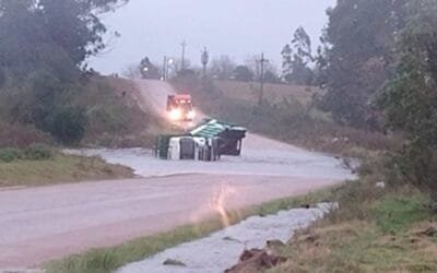 Camión con ganado volcó al intentar cruzar por ruta inundada.