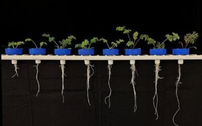 Investigadores del Reino Unido se centran en verduras resistentes a la sequía.