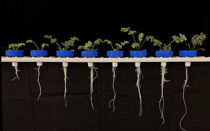 Investigadores del Reino Unido se centran en verduras resistentes a la sequía.
