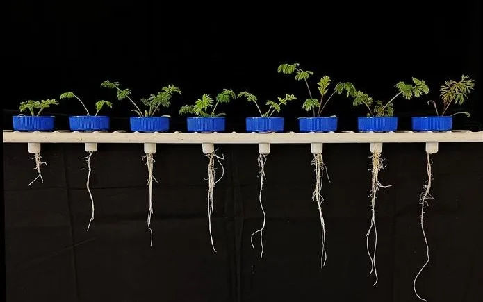 Investigadores del Reino Unido se centran en verduras resistentes a la sequía.