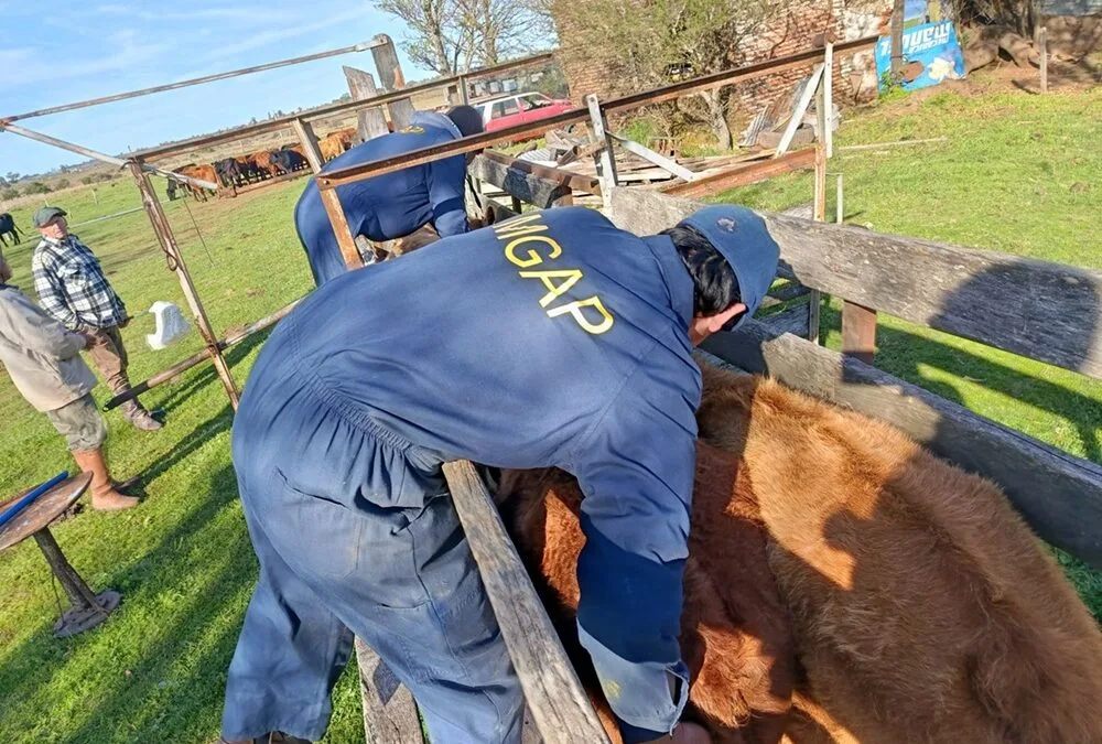 “Diagnóstico, capacitación, prevención y acompañamiento”, objetivos del “operativo saturación” del MGAP.