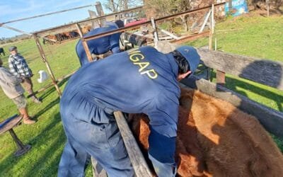 “Diagnóstico, capacitación, prevención y acompañamiento”, objetivos del “operativo saturación” del MGAP.