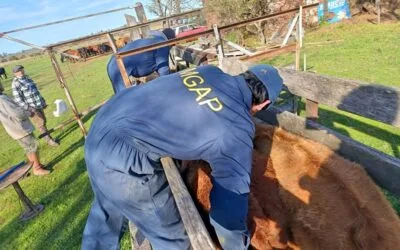 “Diagnóstico, capacitación, prevención y acompañamiento”, objetivos del “operativo saturación” del MGAP.