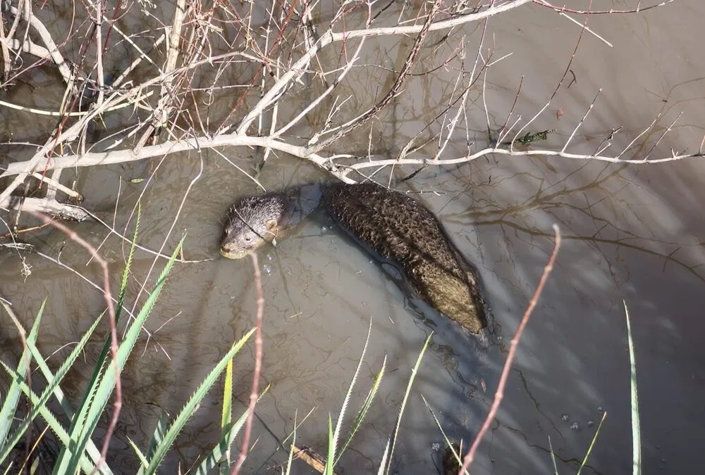 Insólito. Se rescató lobito de río de un domicilio de Piedras Blancas.