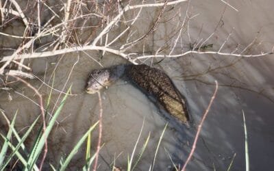 Insólito. Se rescató lobito de río de un domicilio de Piedras Blancas.