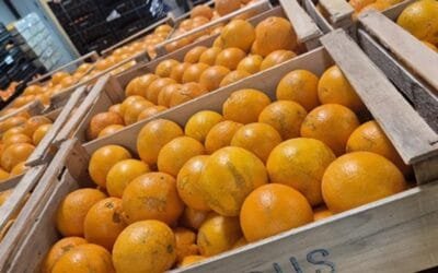Se incrementa la oferta de naranjas del tipo Valencia.