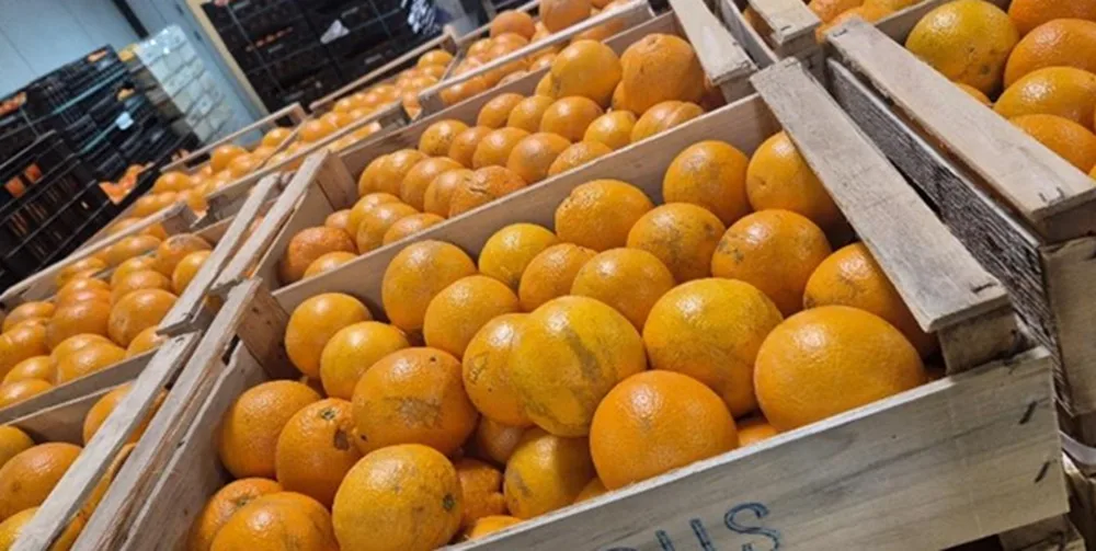 Mercado granjero: sube el precio del boniato y escasean zapallitos y zucchini