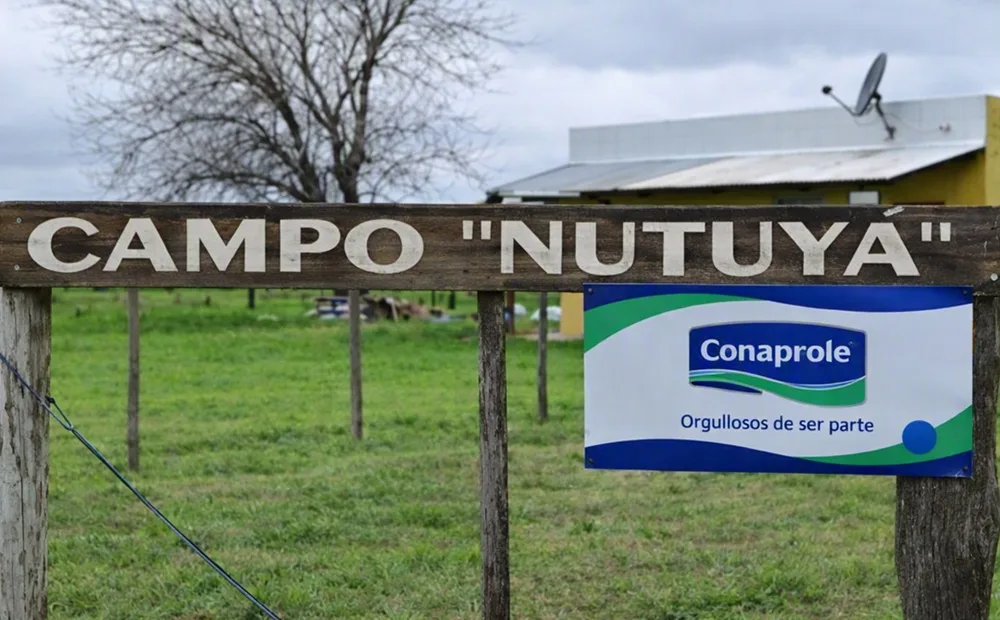 En setiembre será la jornada de campo de primavera de Conaprole.