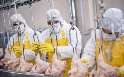 Presidente de AFPU cuestionó los altos precios del pollo en supermercados que no se condice con el valor con que sale de planta.