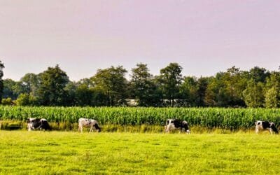 Paraguay. Más de 20 años de agricultura con deforestación cero.