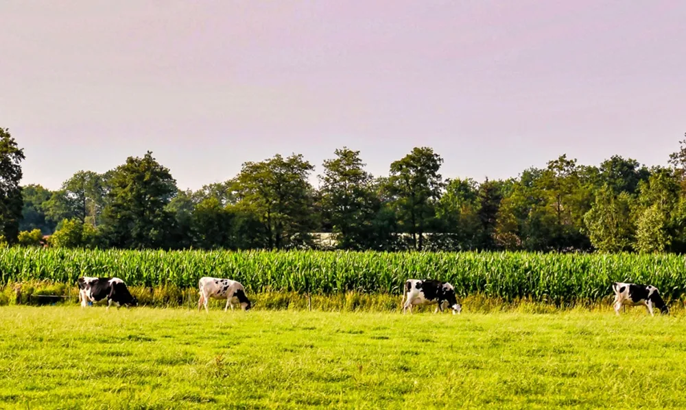 Paraguay. Más de 20 años de agricultura con deforestación cero.