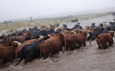 Piden declarar Emergencia Agropecuaria en Rocha.