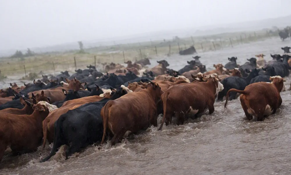 Piden declarar Emergencia Agropecuaria en Rocha.