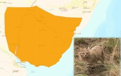 Investigadores de Argentina, Brasil y Uruguay se unen para conservar al gato de pajonal uruguayo.