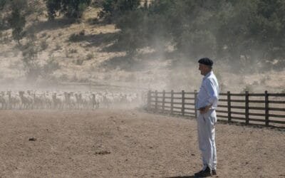 Merino superfino, precisión productiva para un nicho de alto valor.