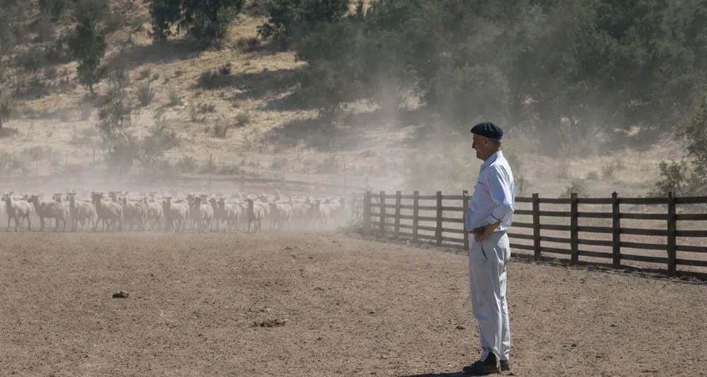 Merino superfino, precisión productiva para un nicho de alto valor.