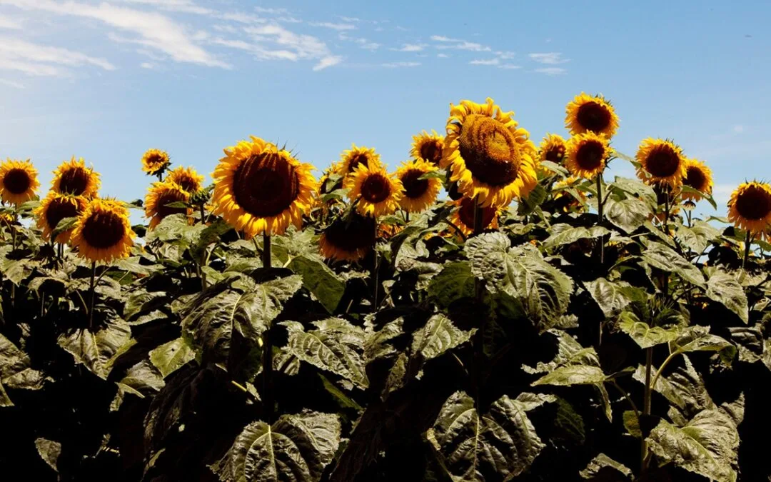 Jopo del girasol: acciones para prevenir el ingreso de esta maleza ausente en Argentina.