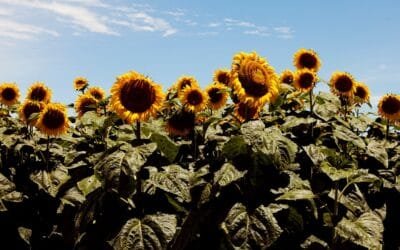 Jopo del girasol: acciones para prevenir el ingreso de esta maleza ausente en Argentina.