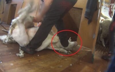El bienestar animal vale: esquiladores neozelandeses condenados por maltratar ovinos.