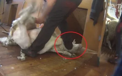 El bienestar animal vale: esquiladores neozelandeses condenados por maltratar ovinos.