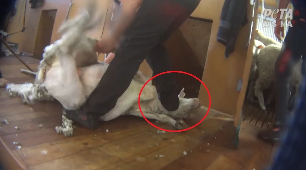 El bienestar animal vale: esquiladores neozelandeses condenados por maltratar ovinos.