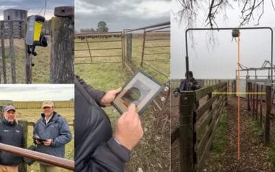 La ganadería del futuro: una cámara pesó 427 animales en 22 minutos y un dron controla campos de miles de hectáreas.