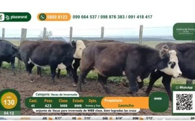 Excelente el inicio del remate de Plaza Rural.