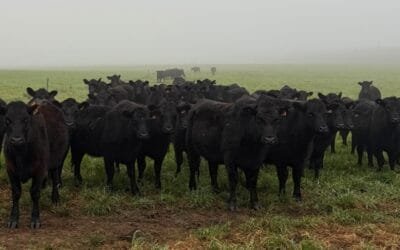 Esta semana Plaza Rural rematará 10.648 vacunos.