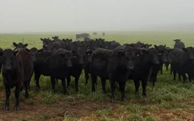 Esta semana Plaza Rural rematará 10.648 vacunos.