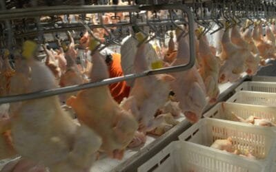 Argentina logró la reapertura del mercado del Reino Unido para la carne aviar.