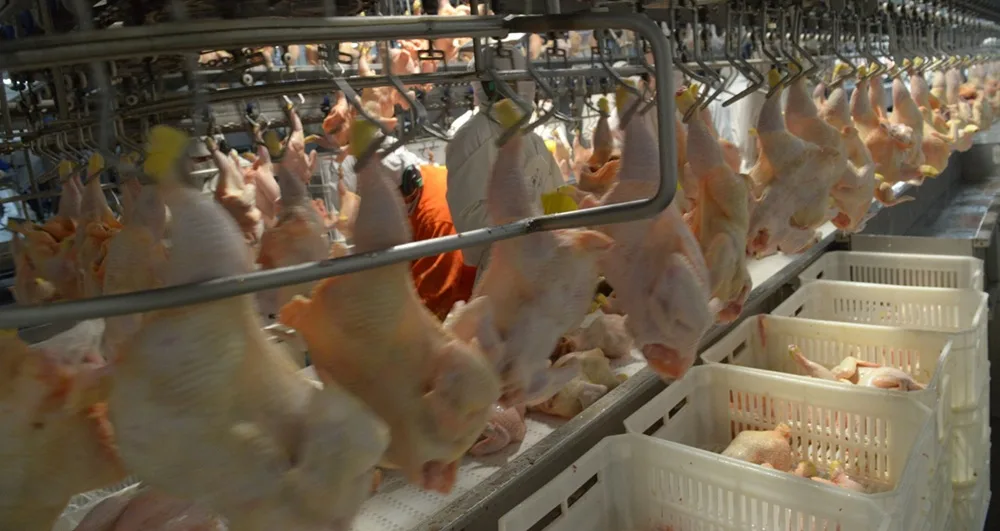 Argentina logró la reapertura del mercado del Reino Unido para la carne aviar.