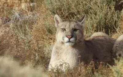 Productores de ovinos argentinos impotentes ante el ataque de pumas.