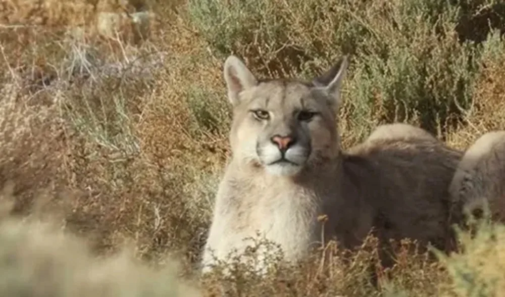 Productores de ovinos argentinos impotentes ante el ataque de pumas.
