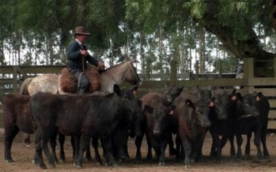 Pista de Cuchilla de Silvera mostró un mercado demandado.