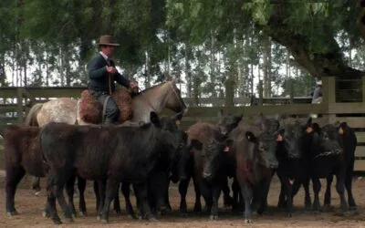 Pista de Cuchilla de Silvera mostró un mercado demandado.
