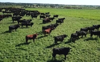 Mercado de haciendas: agosto cerró con ajustes positivos.