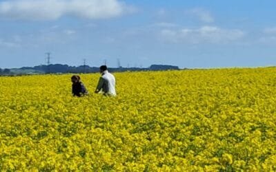 Comienza el monitoreo de chacras con cultivos de canola, carinata y camelina.
