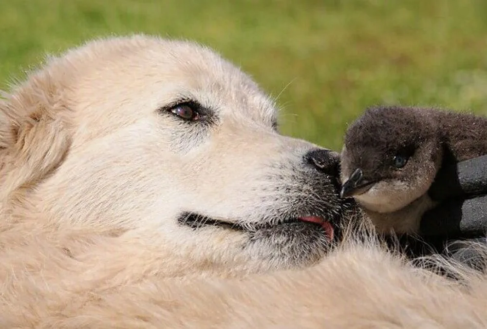 Los Maremmano también protegen a los pingüinos.