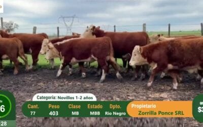 Ayer Plaza Rural vendió el 99,03% de la oferta; la subasta sigue hoy.