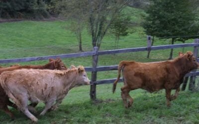 En Galicia, por la sequía productores ecológicos buscan dar alimento convencional al ganado.