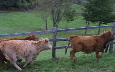 En Galicia, por la sequía productores ecológicos buscan dar alimento convencional al ganado.