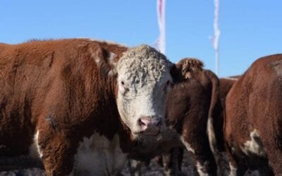 Hoy: festejos, remates y lanzamiento oficial de la zafra de Toros en Kiyú.