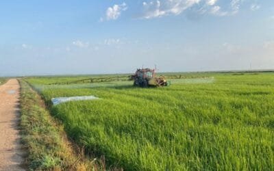 Revista científica corrige datos sobre glifosato en alimentos uruguayos.