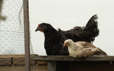 Se detectó un caso de influenza aviar en aves de traspatio en Buenos Aires.