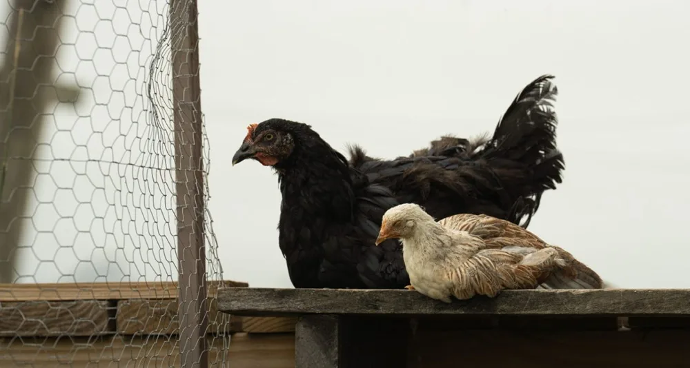 Se detectó un caso de influenza aviar en aves de traspatio en Buenos Aires.