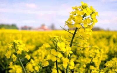 Un invierno desafiante para la agricultura.